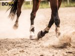Paardenbak of paddock grondwerk in Limburg? Bomat verzorgt afgraven, afvoeren, egaliseren en levering van materialen. Bereken uw prijs.