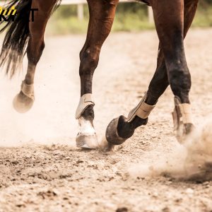 Paardenbak of paddock grondwerk in Limburg? Bomat verzorgt afgraven, afvoeren, egaliseren en levering van materialen. Bereken uw prijs.